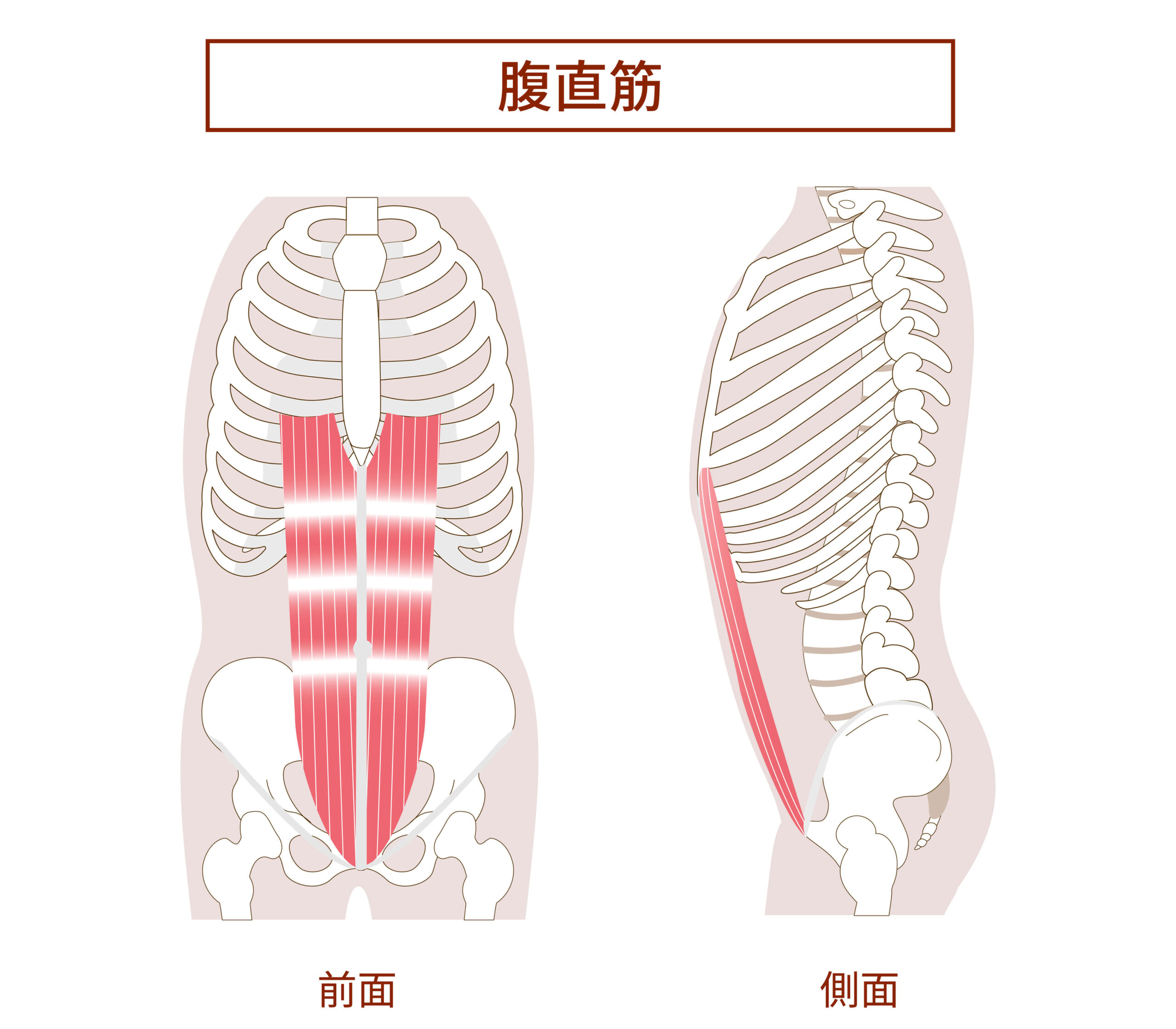 腹直筋