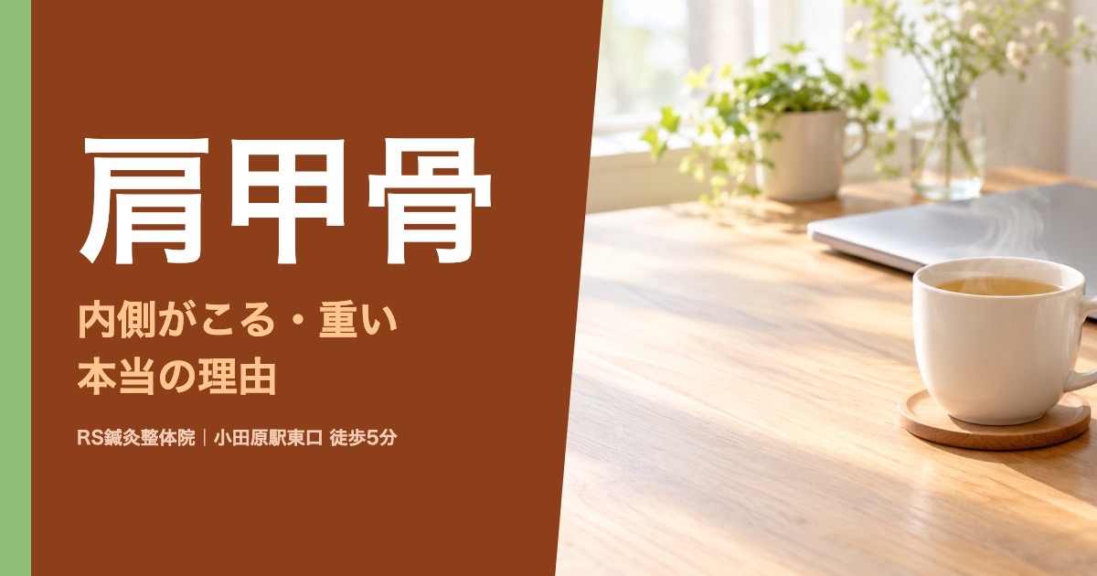 肩甲骨の内側がこる・重い理由｜小田原の鍼灸整体院が解説